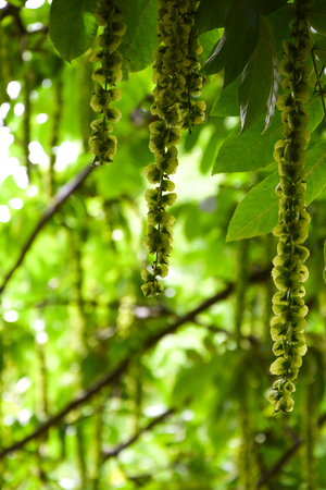 green background, leaves and flowerの写真素材
