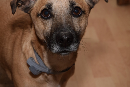 Portrait of a dog, semantic breedの写真素材