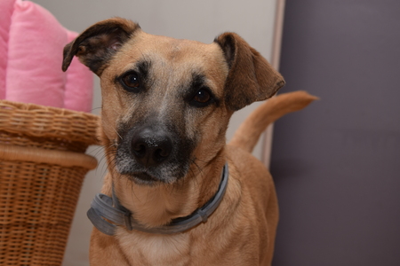 Portrait of a dog, semantic breedの写真素材