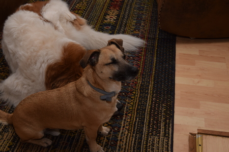 Portrait of a dog, semantic breedの写真素材