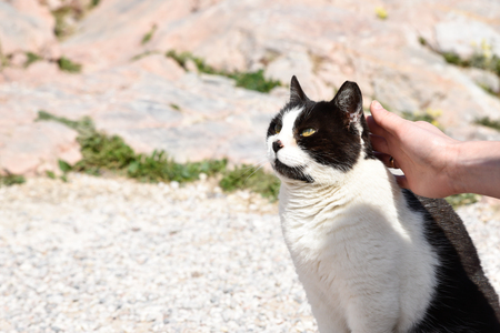 Homeless cat stroke in Greeceの写真素材