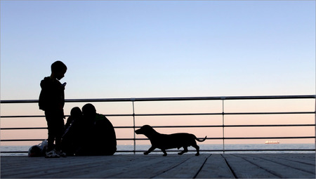 Family and dog resting on the sea sunset backgroundの写真素材