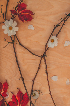 A composition with white flowers, red leaves, and vine on a wooden background