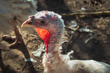 A head of white female turkey with a red snood on a land backgroundの写真素材