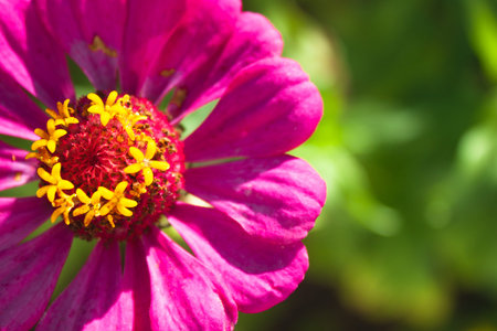An annual bright rose flower zinnia close-up on blur green background. Youth-and-old-age flower