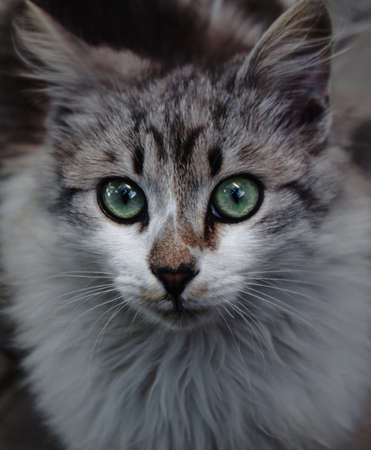 A close up of white and gray kitten with green eyes. Cute little catの写真素材