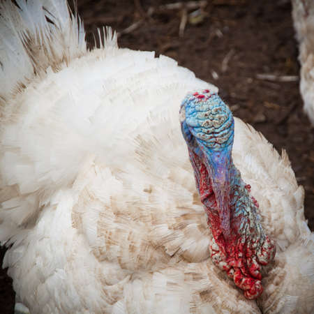 A white male turkey with a bright blue head on the land backgroundの写真素材