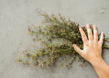 A woman hand holds a bouquet of dried wildflowers against a gray concrete wall. Copyspaceの写真素材