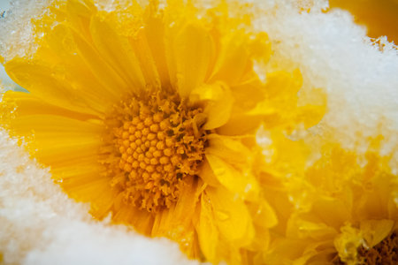 Yellow chrysanthemum flower, covered with wet snow. Close upの写真素材