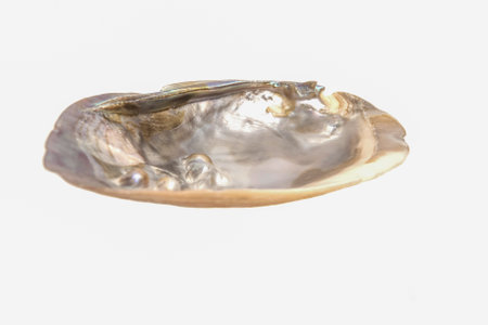 Polished seashell, mother of pearl, isolated on a white background. Close-upの写真素材