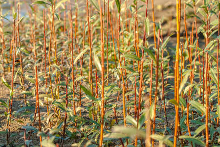 Young stems of willows on the river a sandy beachの写真素材