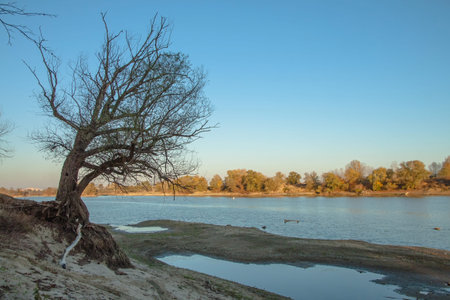 A lonely dry tree on the bank of the Kuban River in Krasnodar