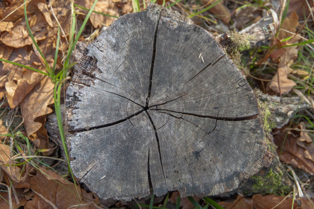 An old, cracked stump among the autumn leaves and grass. Top view. Background image