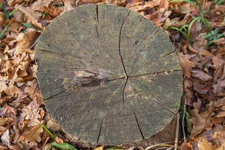 A tree stump with rings and cracks among the autumn leaves. Top view