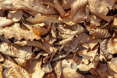 Brown fallen leaves for the whole frame. Background image