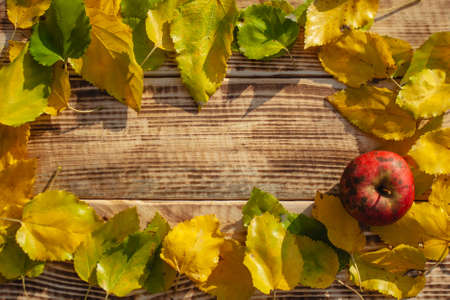 A red apple plucked just from a tree lies on a wooden background among yellow-green foliage. Space for the text. Top view.の写真素材