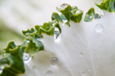Dew drops on a white cabbage leaf. Macro photography. Selective Focus