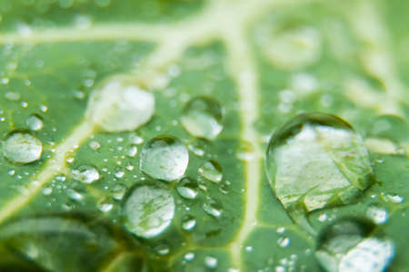 Dewdrops on a juicy green cabbage leaf. Macro photographyの写真素材