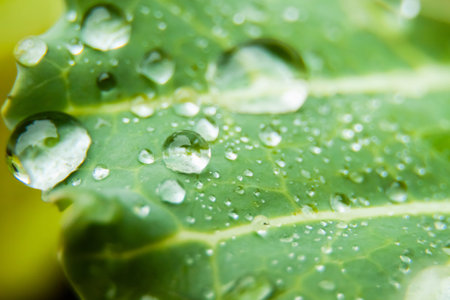Macro photography of dew drops on a green cabbage leaf. Selective focus. Background image