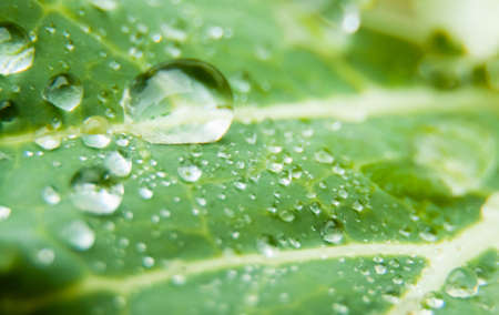 Macro photography of water drops on a green cabbage leaf with white veins. Selective focusの写真素材