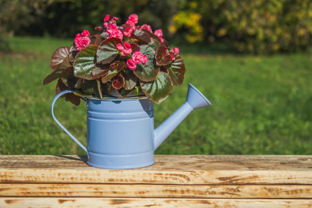 Begonia in a decorative blue watering can on the planks against a background of green grass in the garden. Close-upの写真素材