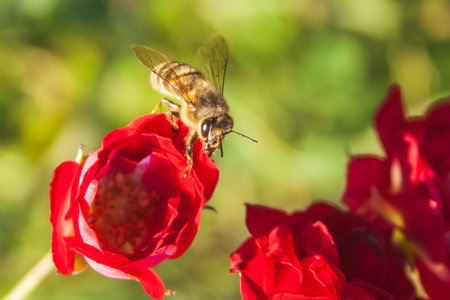 A shaggy bee sits on a rose. Blurred background. Selective focus. Macro Photography