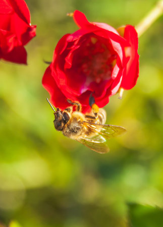 A honeybee with a protruding proboscis sits on a red rose. Blurred background. Selective focus....