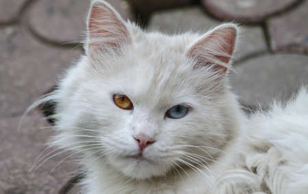 A domestic white cat with an orange blue eye. Close-upの写真素材