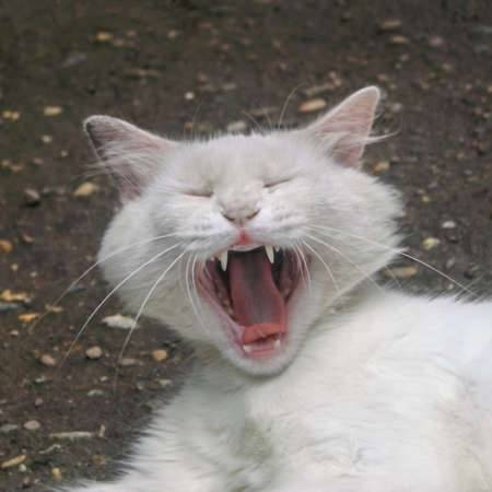 The white house cat opened its mouth wide. Pussy yawns, showing fangs and tongueの写真素材