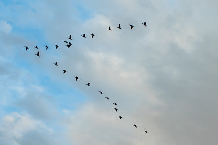 A flock of wild migratory birds against the background of clouds and blue sky. Spring bird migration
