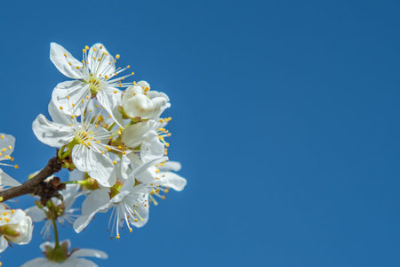 Blooming white flowers on the branches of an apple tree against the blue sky. Empty space for...