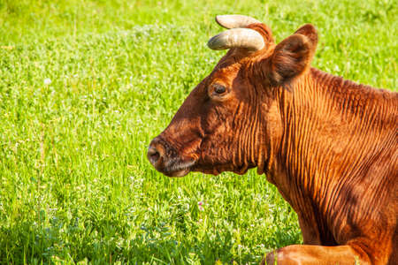 A young brown cow lies on the lush green grass. Side view. Head of domestic cattle close-upの写真素材