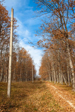 A forest trail strewn with leaves goes uphill. Trees with yellow foliage stand against the blue sky. Autumn landscapeの写真素材