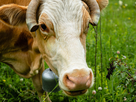 Close-up of a cow's head. On the neck hangs a bell. The ends of the horns are cut off. In the background, blurred grass. Concept of cattle developmentの写真素材