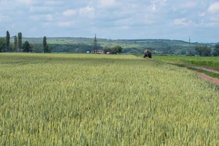 A green field of wheat. In the background is a tractor. Blue sky with clouds. The concept of agricultural developmentの写真素材