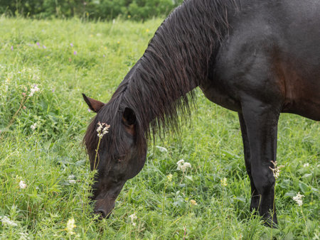 A close-up of a brown horse with a beautiful mane stands sideways to the camera. He tilts his head,...