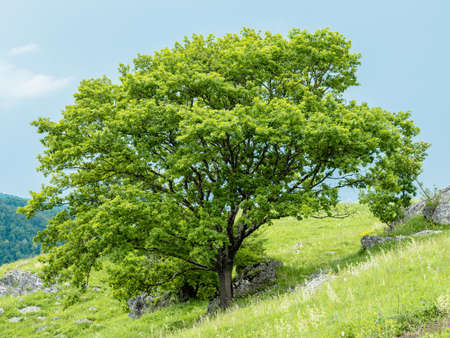 A sprawling tree with green foliage against a blue sky. The tree stands on a mountainside among grass and rocks. The concept of solitudeの写真素材