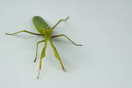 A large green mantis on a white background. Selective focus. The concept of wild insectsの写真素材