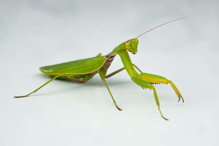 Large green-yellow mantis on white background. Selective focus. Side view. Concept of wild insectsの写真素材