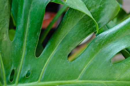 Close-up of part of a green monster leaf in full frame. Background image