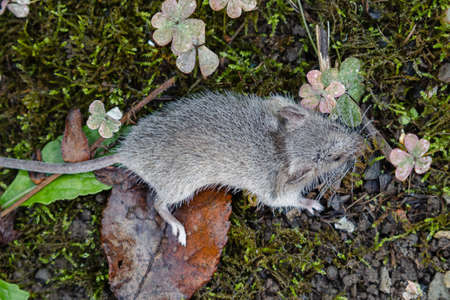 A gray mouse among the moss and leaves. The rodent's fur is covered with dewdropsの写真素材