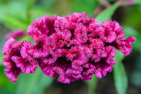 Top view of the pink scalloped celosia argentea. Close-up. Selective focus. Background imageの写真素材