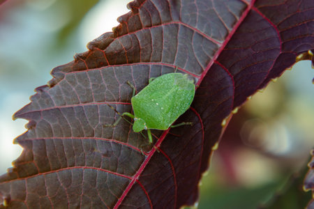 A green stink bug on a brown flower leaf. Concept of insects in the natural environment