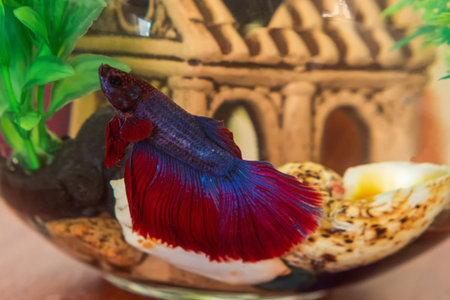 Red and purple aquarium fish cockerel. Close-up. The concept of pets