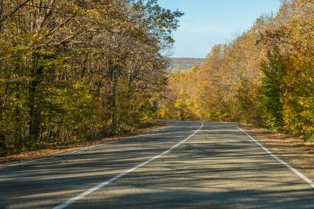 A deserted country road with a left turn. Along the edges of the road is a yellow-green forest. Blue sky in the background. The concept of travel and autumn vacationsの写真素材