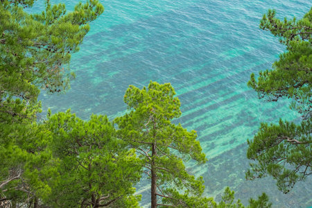 View of the turquoise sea water from above through the green branches of a pine tree. Streaks of...