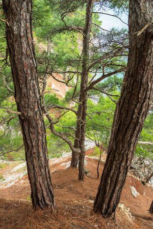 Fallen needles and trunks of pine trees on a rocky seashore. A warm autumn day among the pine trees on the seashoreの写真素材