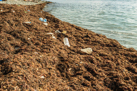 View of the seashore with dried seaweed and plastic debris. Close-up. Pollution of the seashoreの写真素材