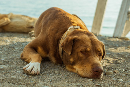 Close-up of a red dog with a sad face lying on the sand. In the background, another dog and the sea. A pedigree-free dog on the seashoreの写真素材