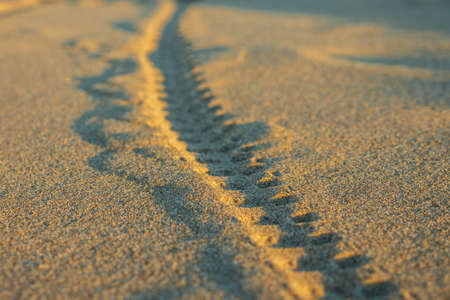 There is a trail of bicycle tire tread on the sand. The golden color of the sand during sunset. Close-up, selective focusの写真素材
